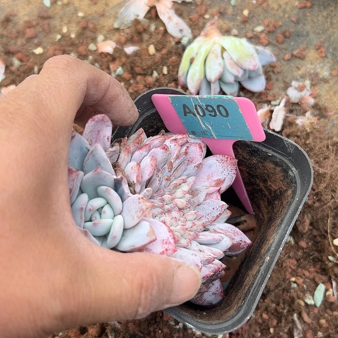 满***意多肉植物一物一拍
