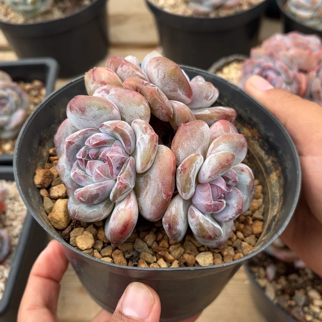 3头哈哈哈哈哈哈哈哈哈