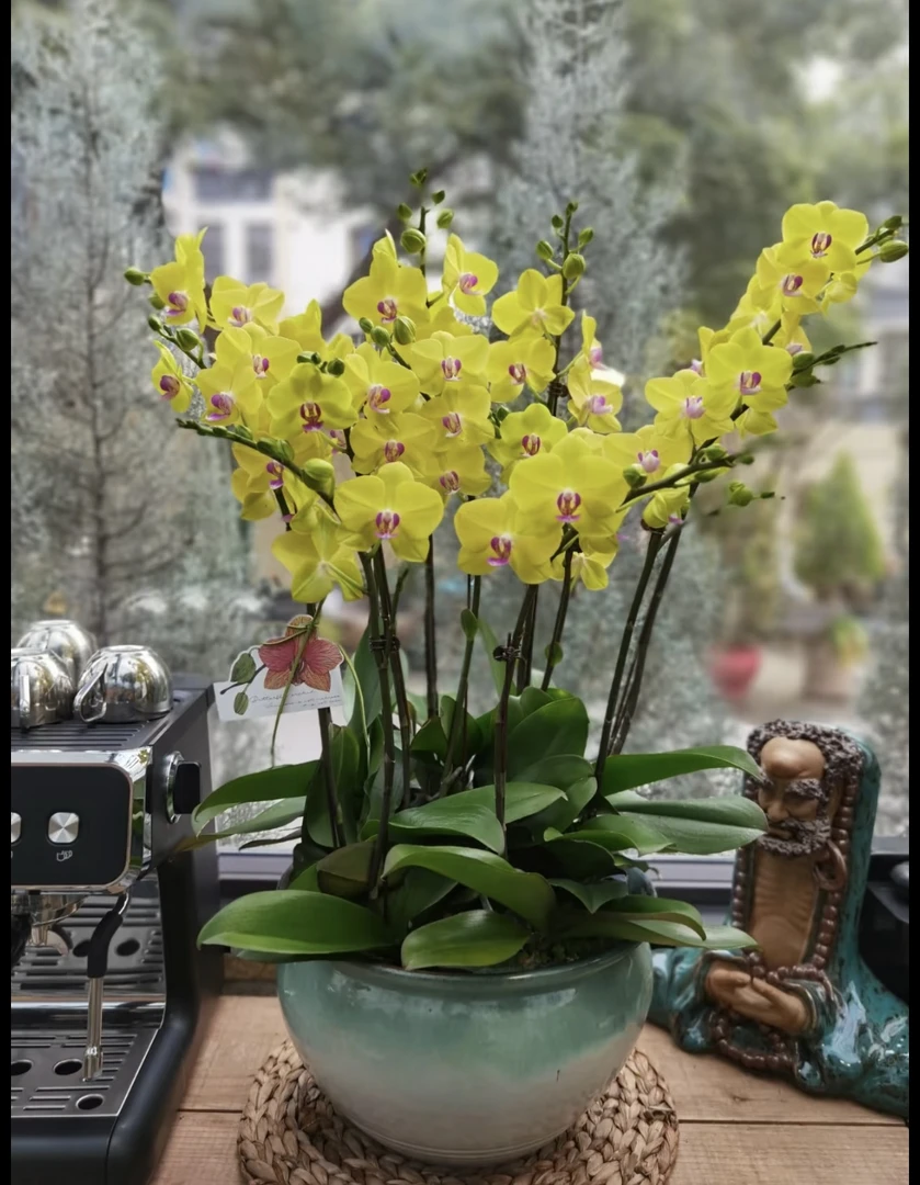 【甜格格】蝴蝶兰黄色鲜花绿植室内植株高端花卉基地