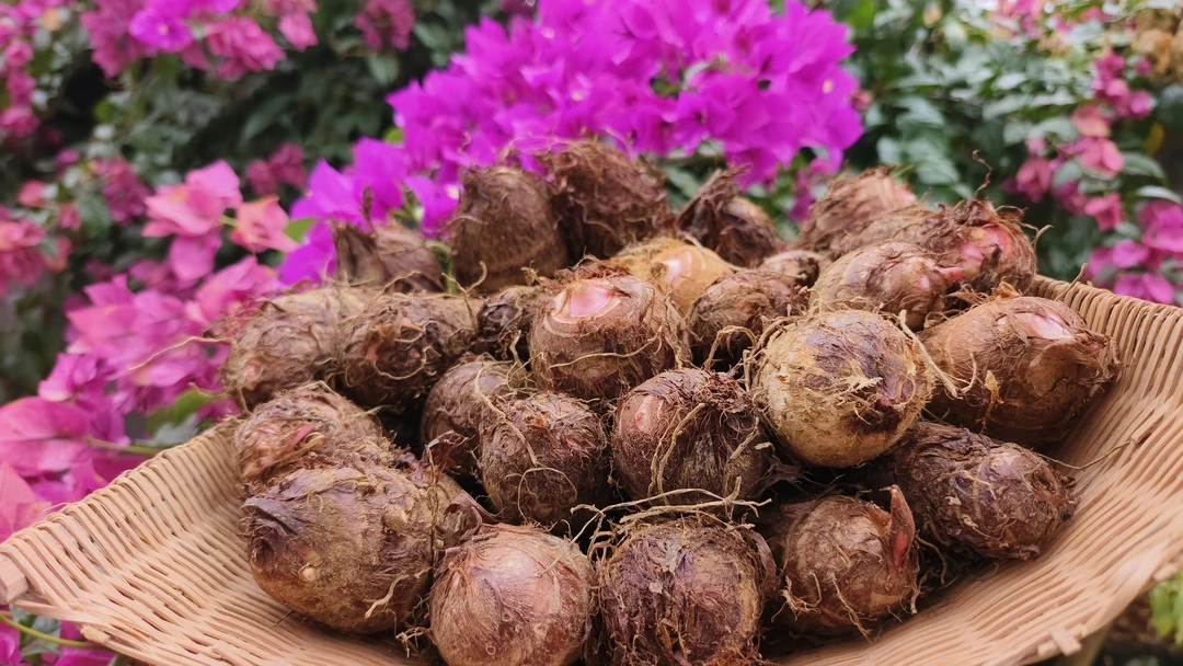 农家红芽芋  山地小芋头 粉糯丝滑  软糯可口