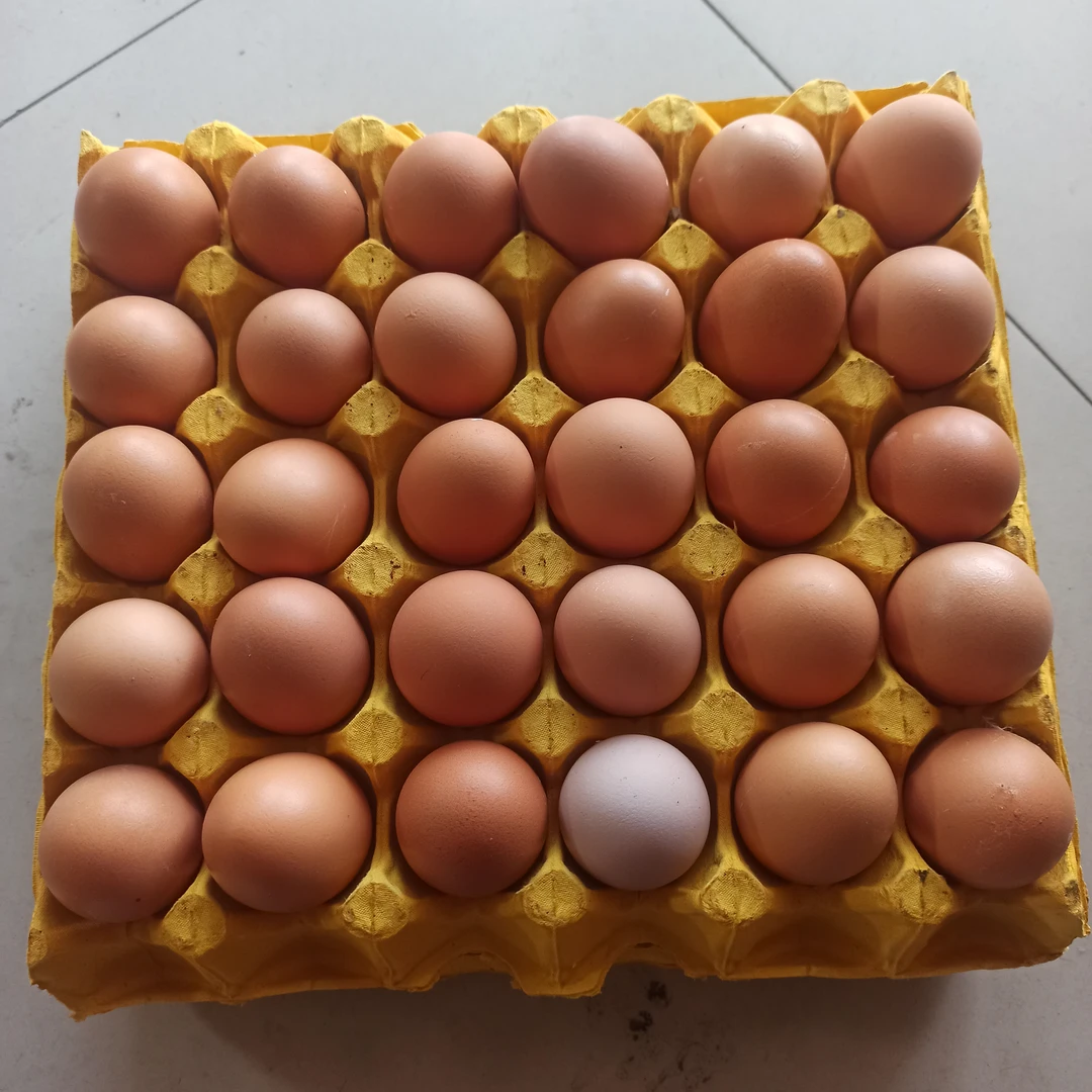 营养蛋30枚25元500克番茄同城送黄番茄河南省