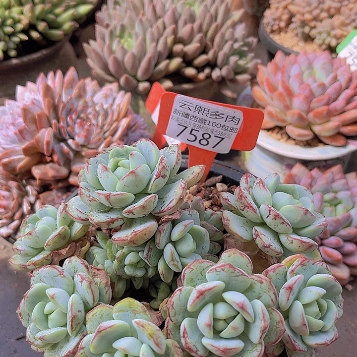 7587香草。