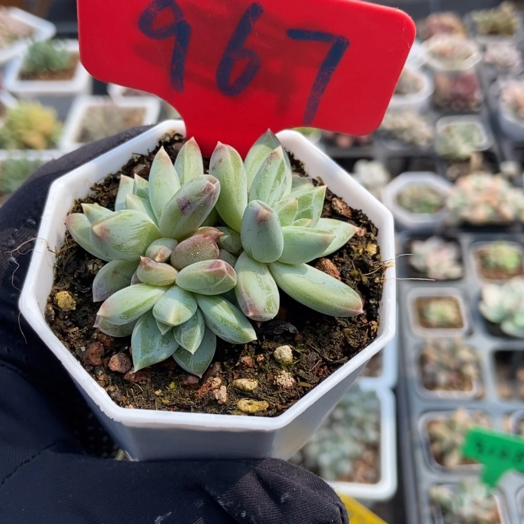 967伊丽莎白多肉植物保护