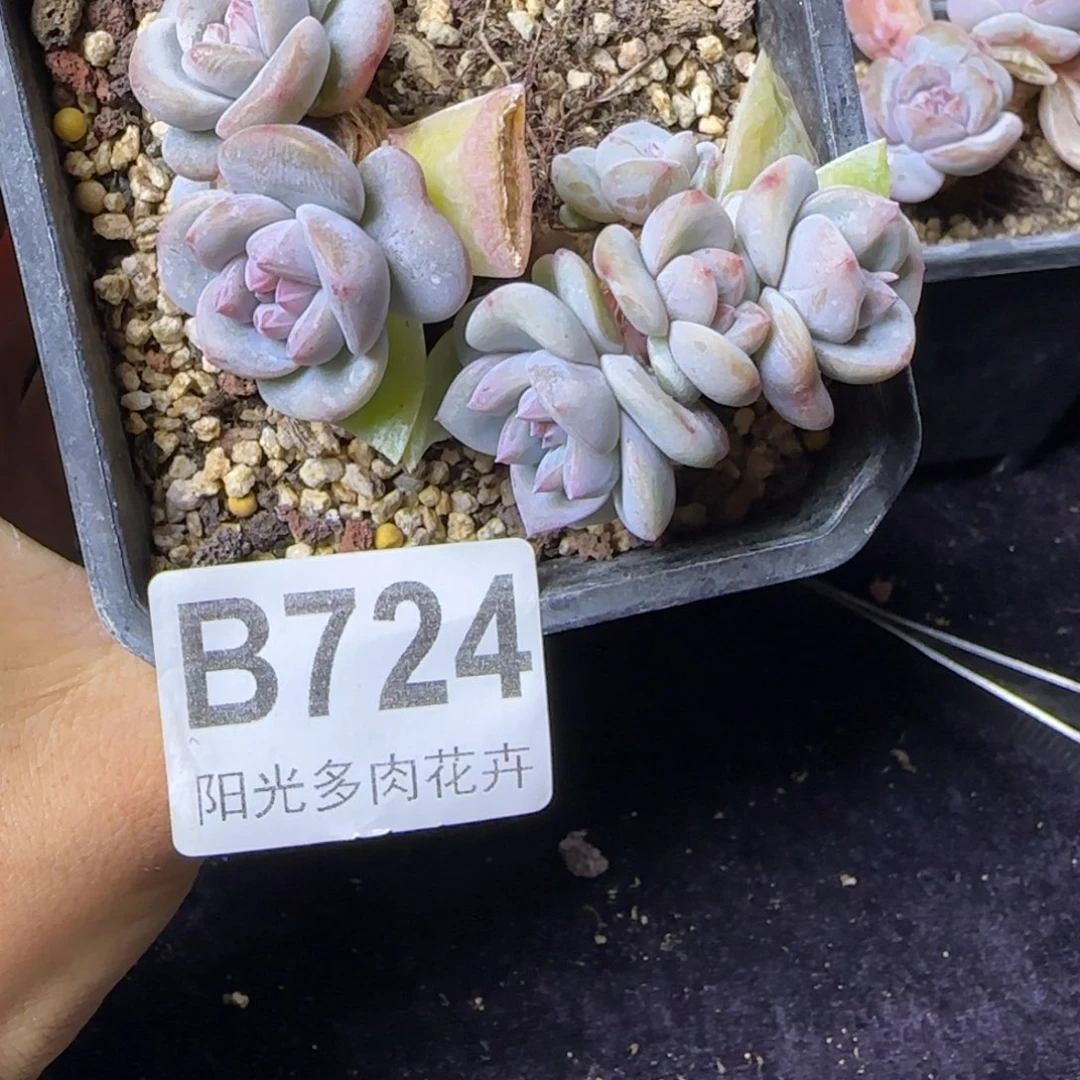 星影掐心7头一物一拍B724