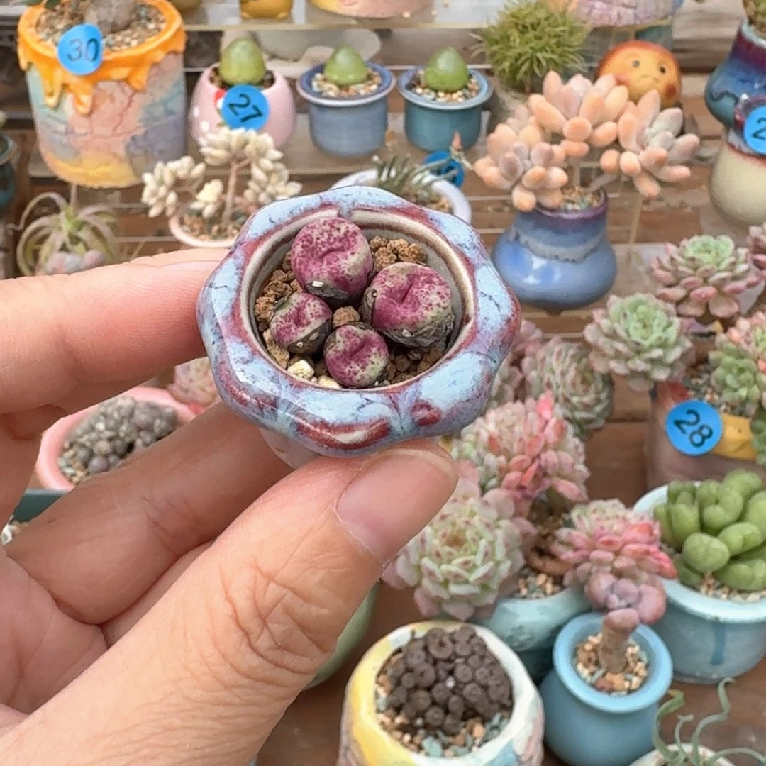 小红嘴多肉含盆土 一物一拍