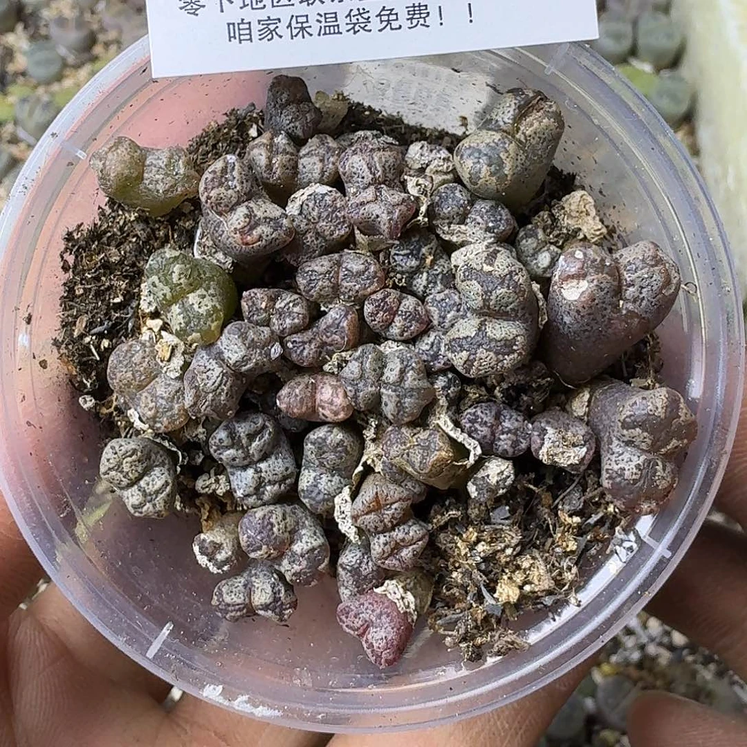 2604 哈哈哈哈哈哈哈