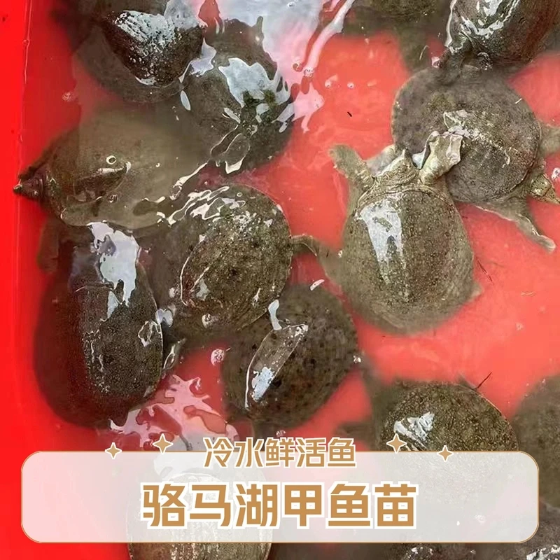 1-3两外塘冷水中华鳖甲鱼苗骆马湖生态养殖直发鲜活到家95%成活率