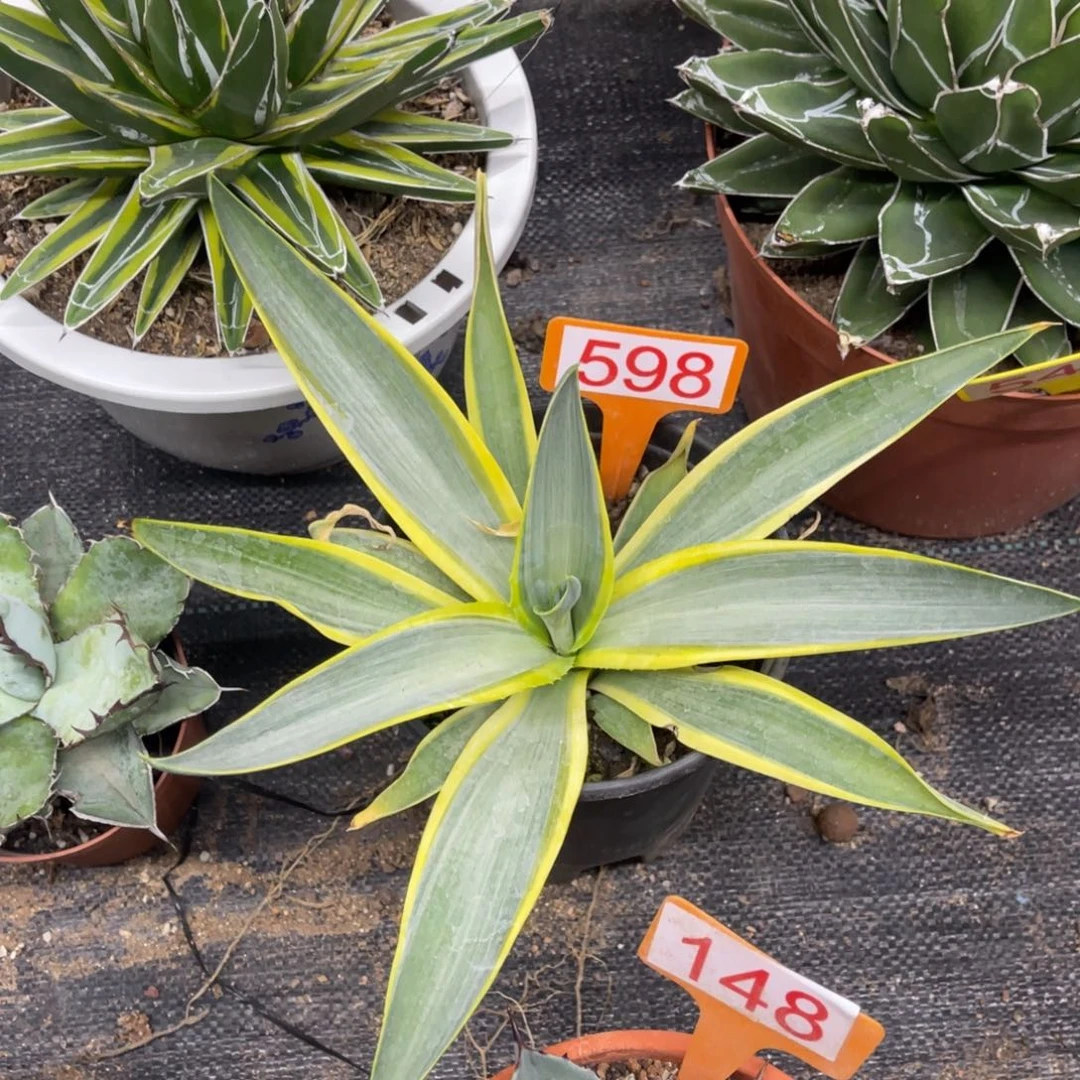 银河旅人龙舌兰系列