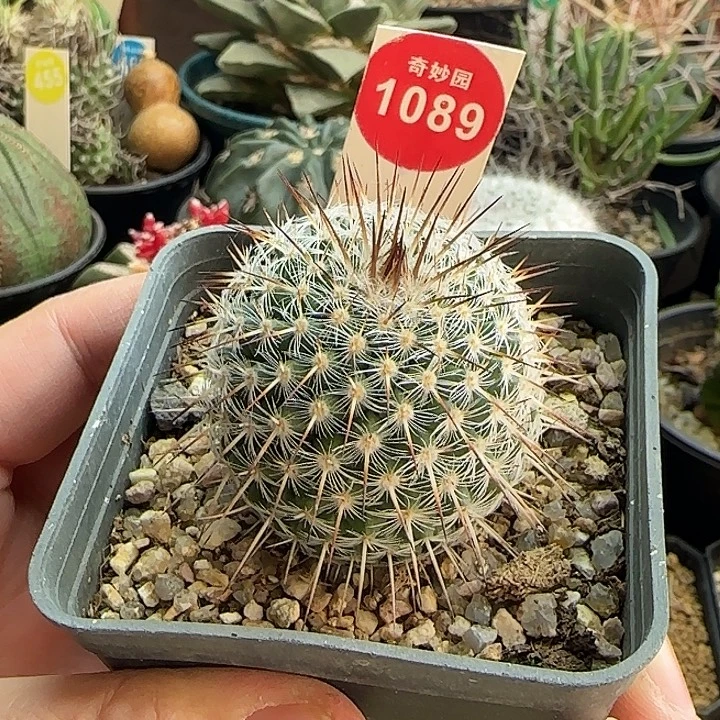 实生特选长刺白王丸3.9cm