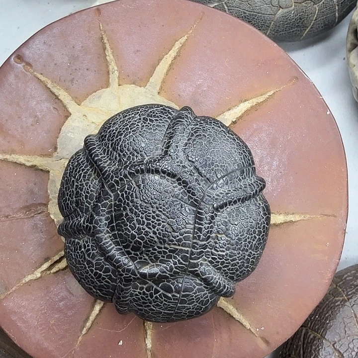 一***笑石材龟纹石，最低啦哥