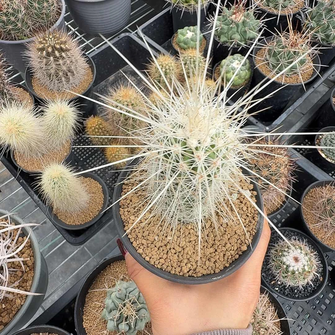 7***0实生不知名虾不包掉刺