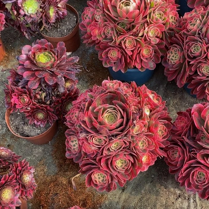 香妃一颗多肉植物