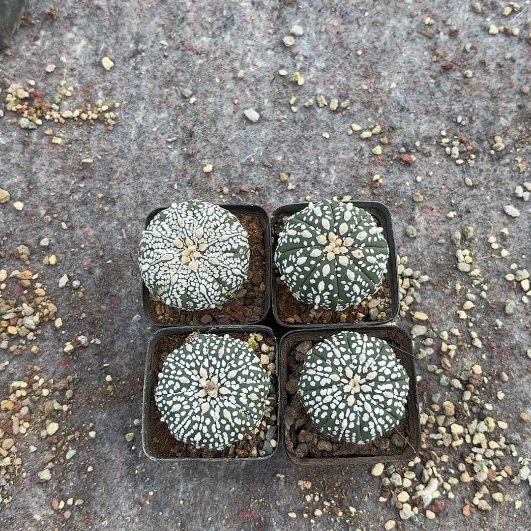 竞拍，脱土发，一物一拍