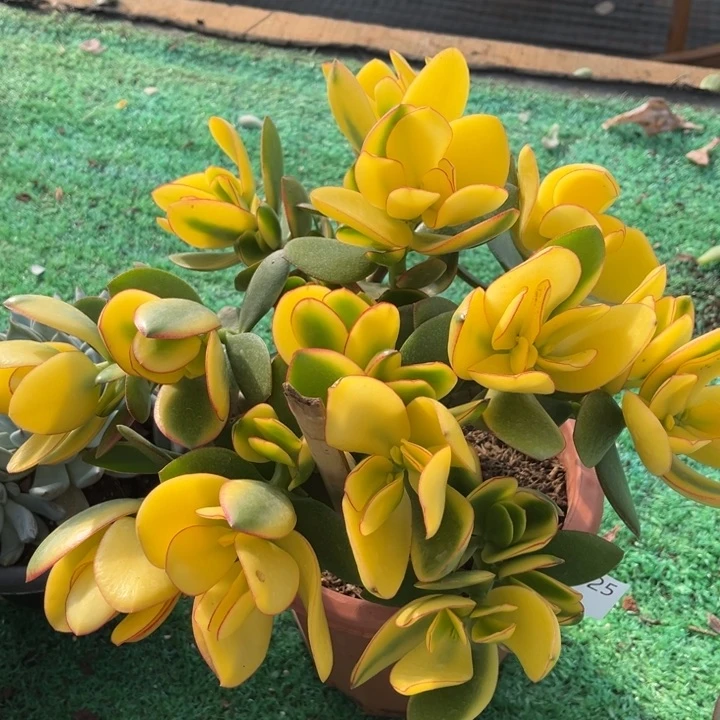 625新花月锦多肉植物