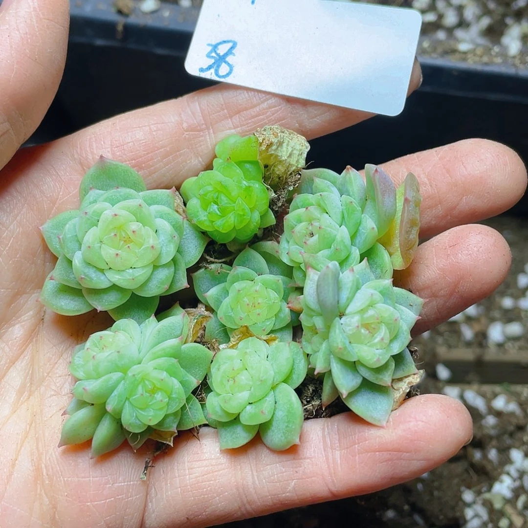 多肉植物多肉植物38