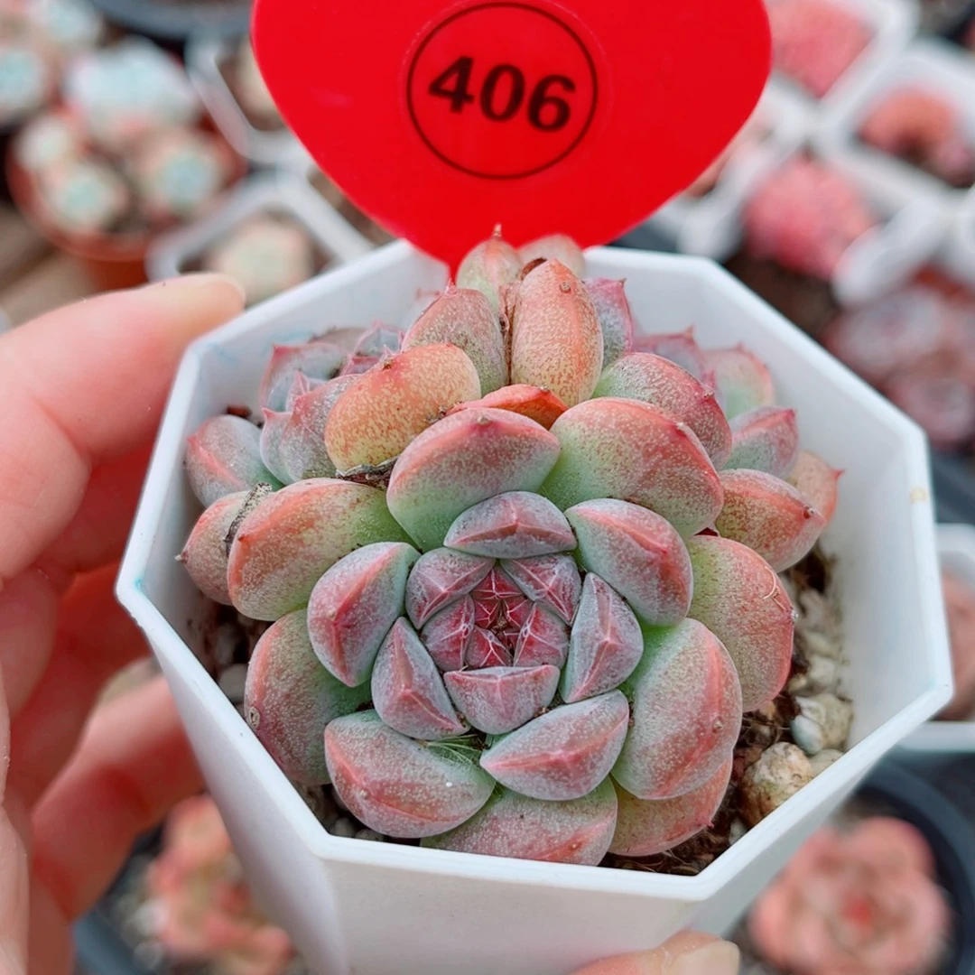 406号小老桩珍妮群