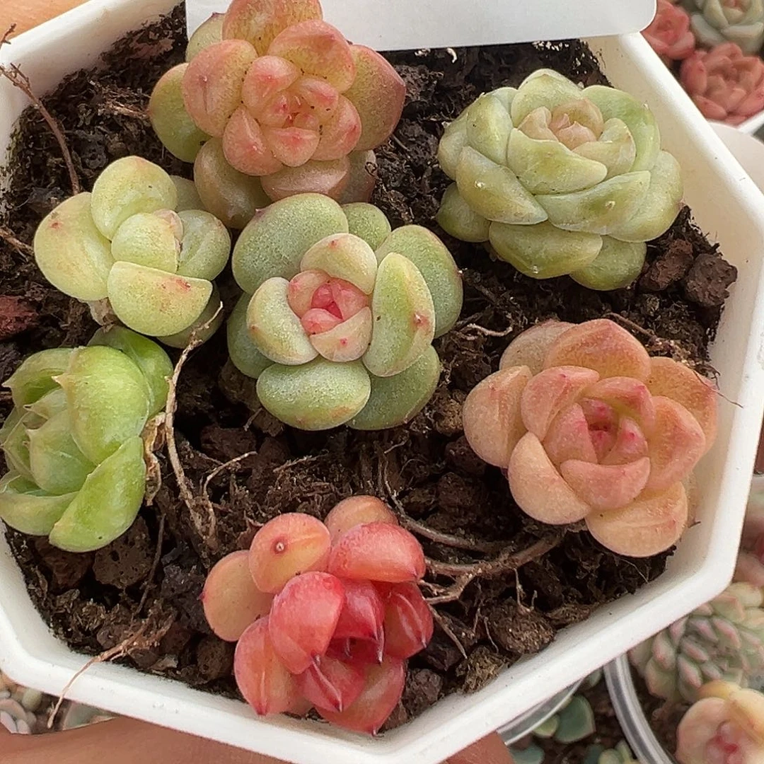 26 满19.9包邮 非偏远地区