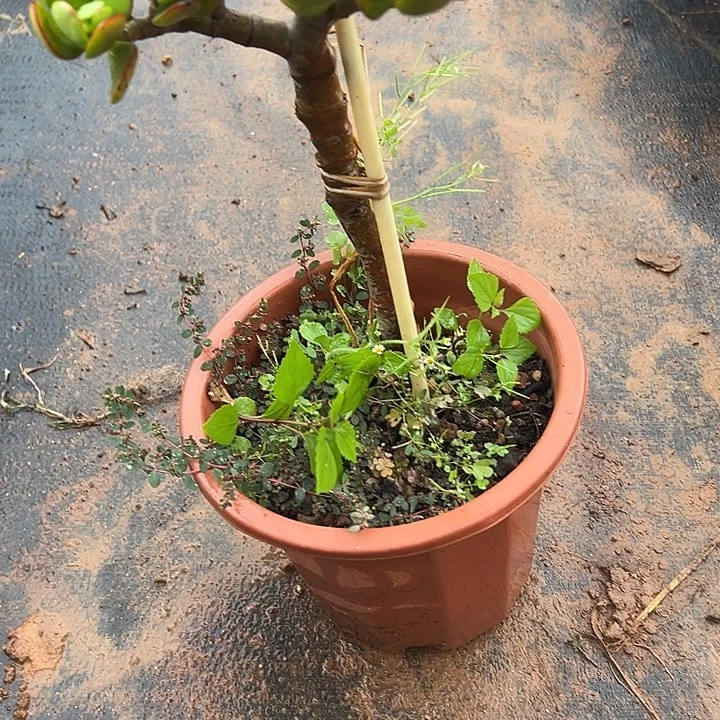 保***杞多肉植物实物直播实物115