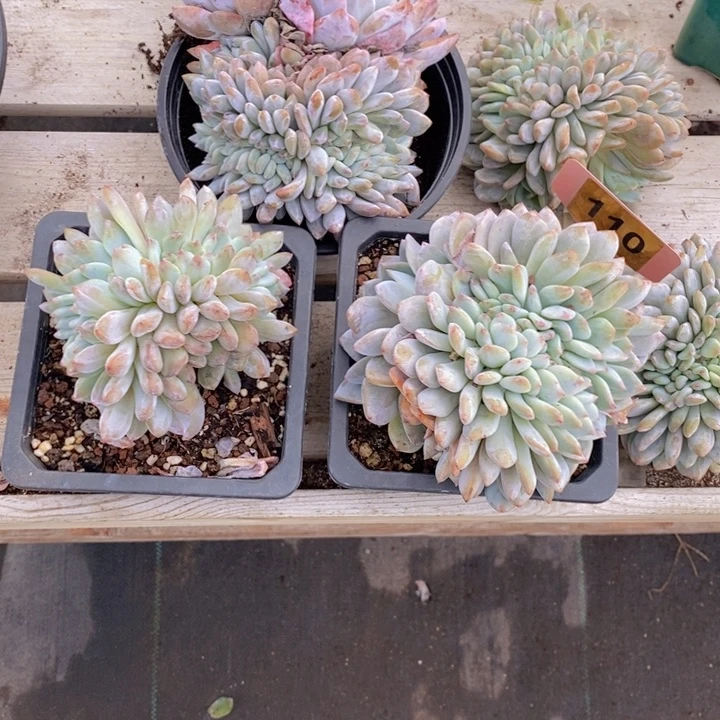 妮***妮110缀化111111111111