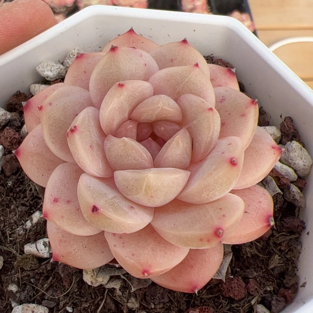 我****?522 多肉植物组合