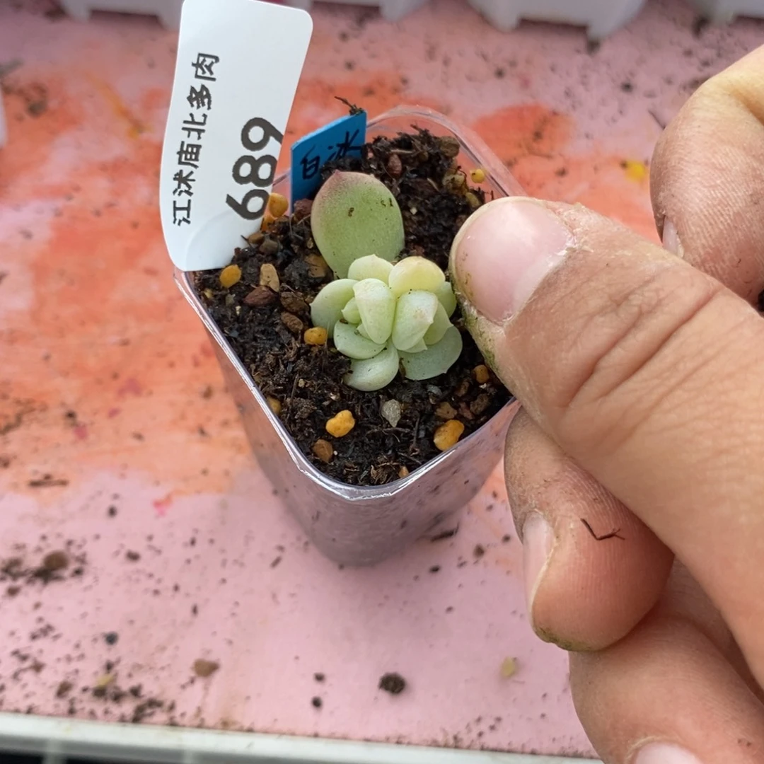 标签689白冰一个多肉