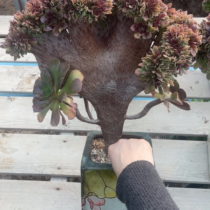 多肉的大肉都要长得像自己