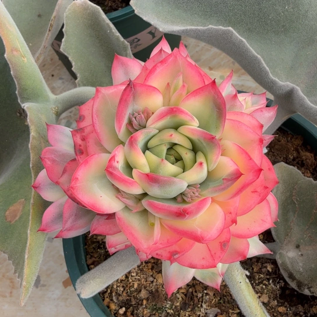 弗罗瑞安娜锦捧花