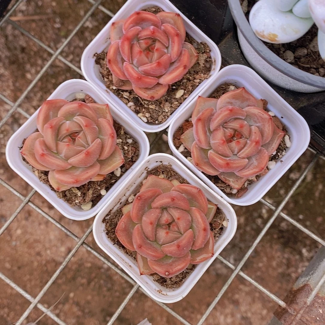 W- 小Q橙单头福利一颗 量拍