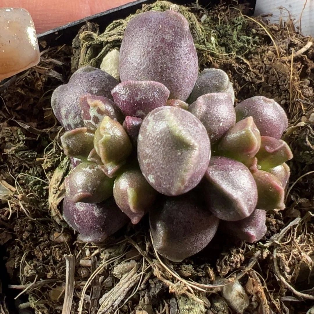 71一半全紫斑一半花斑达摩海豹老桩多头