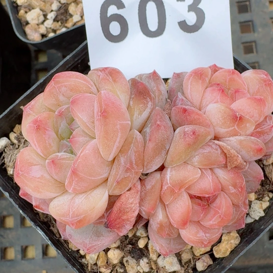 冰魄群生         多肉植物