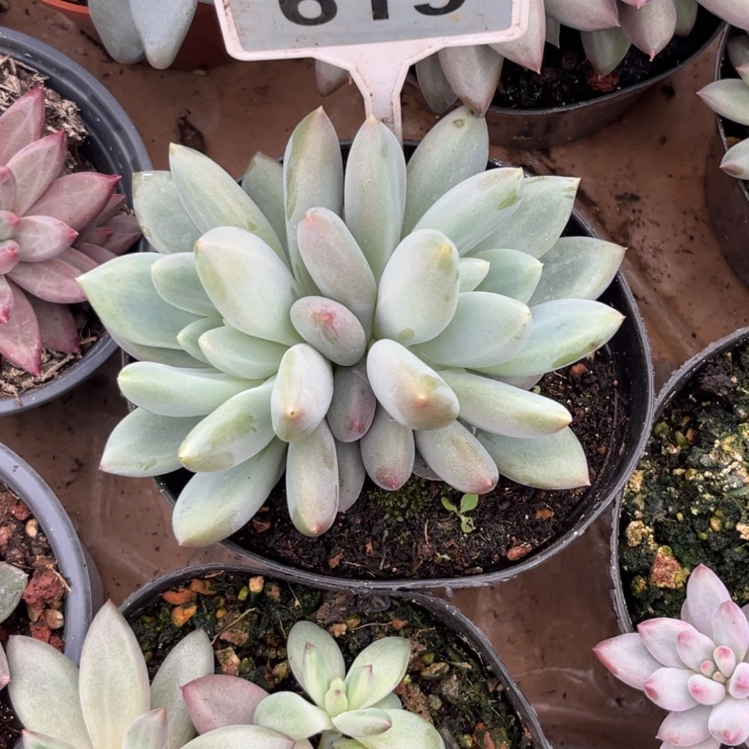 可***糖多肉植物凯普敦619