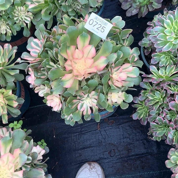 0725香妃多肉植物