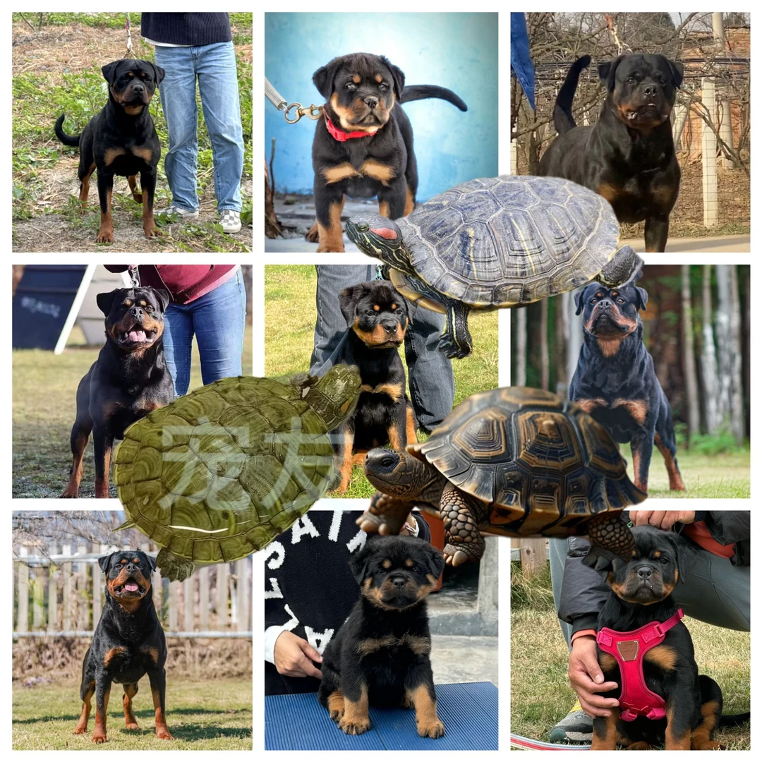 宠友活体宠物线上通用链接