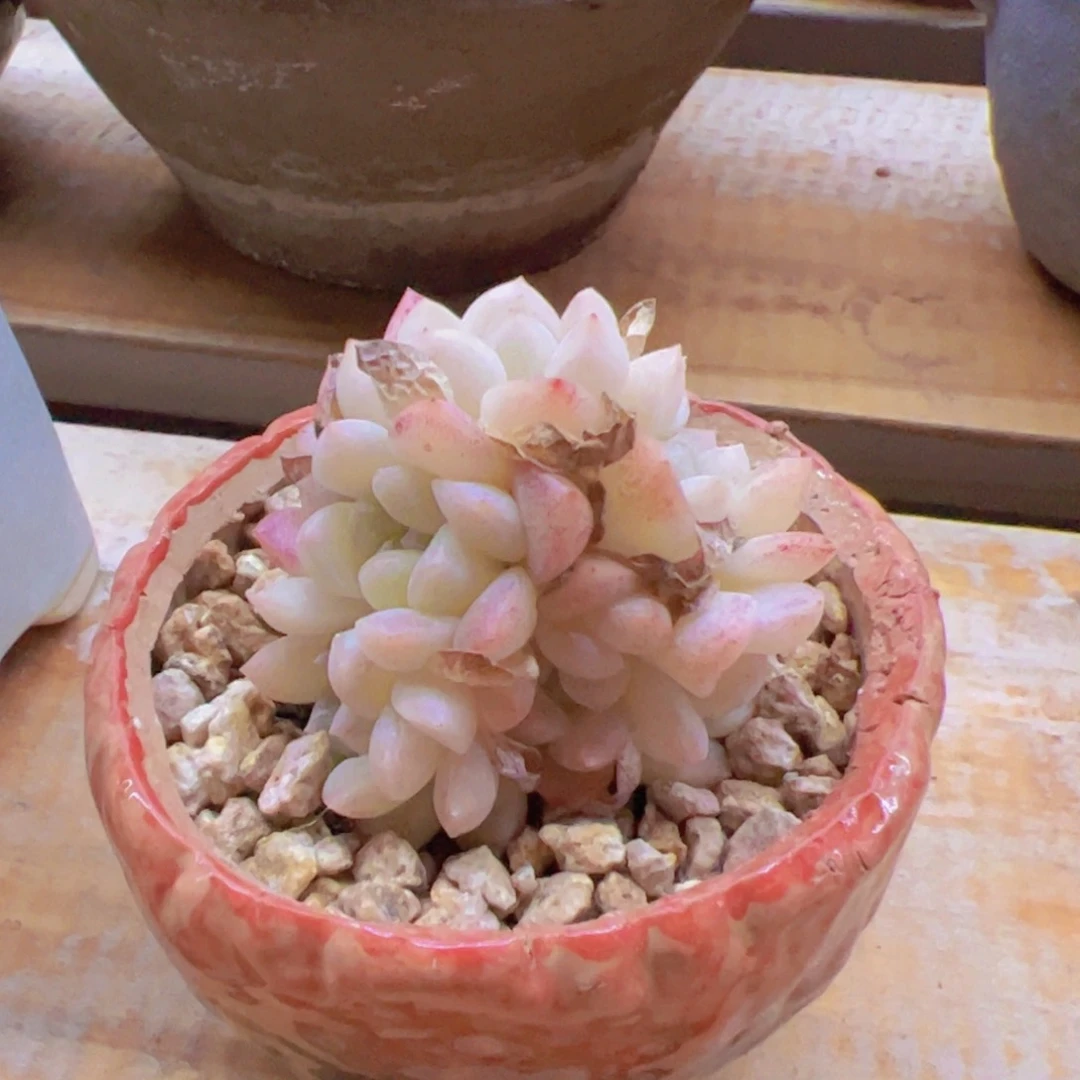 麻**将新品，多肉植物