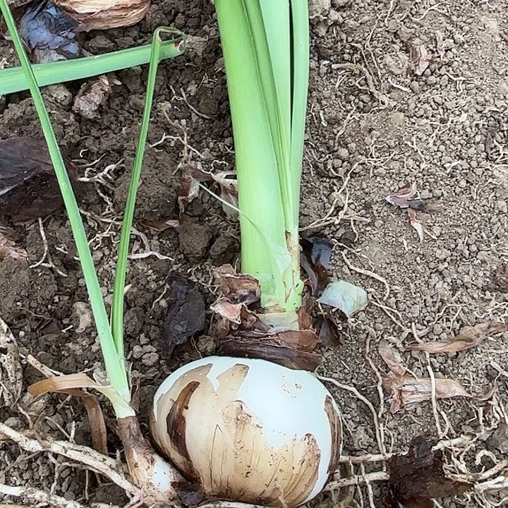 无花朵魅力四射杂交球
