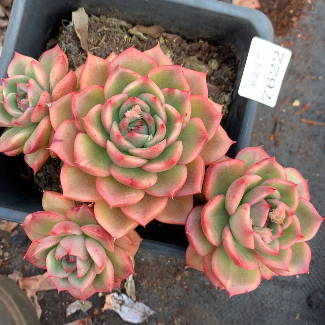 7622杂交多肉老桩