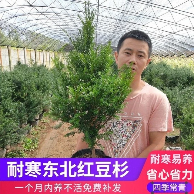 耐寒正宗东北红豆杉树苗大树绿植花卉盆栽盆景植物室内好养红豆彬