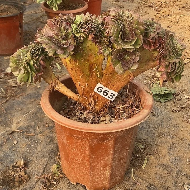 663花月夜缀化老板子法师