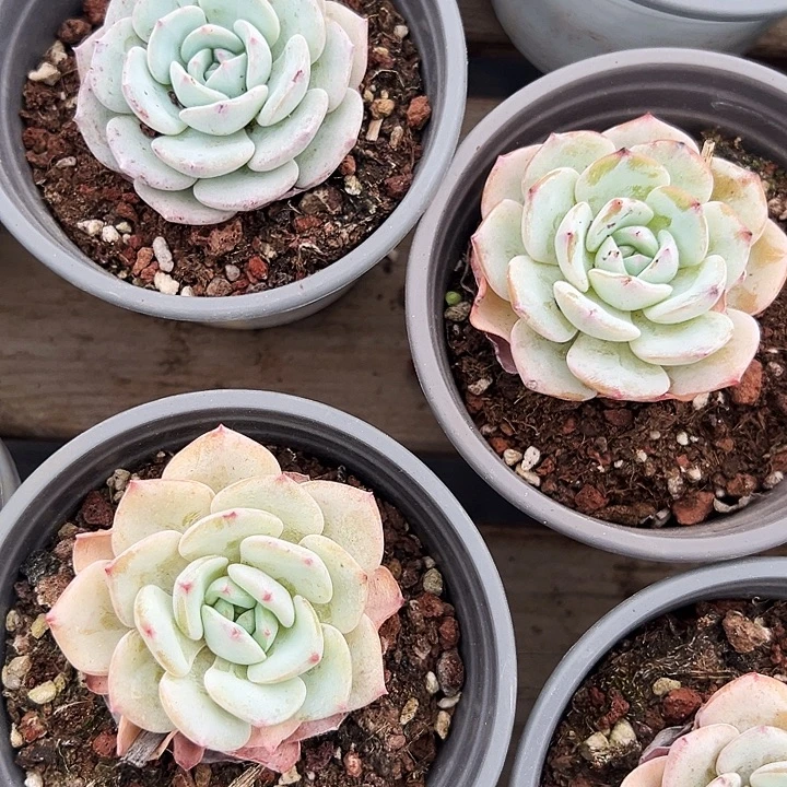 勃朗峰    福利多多