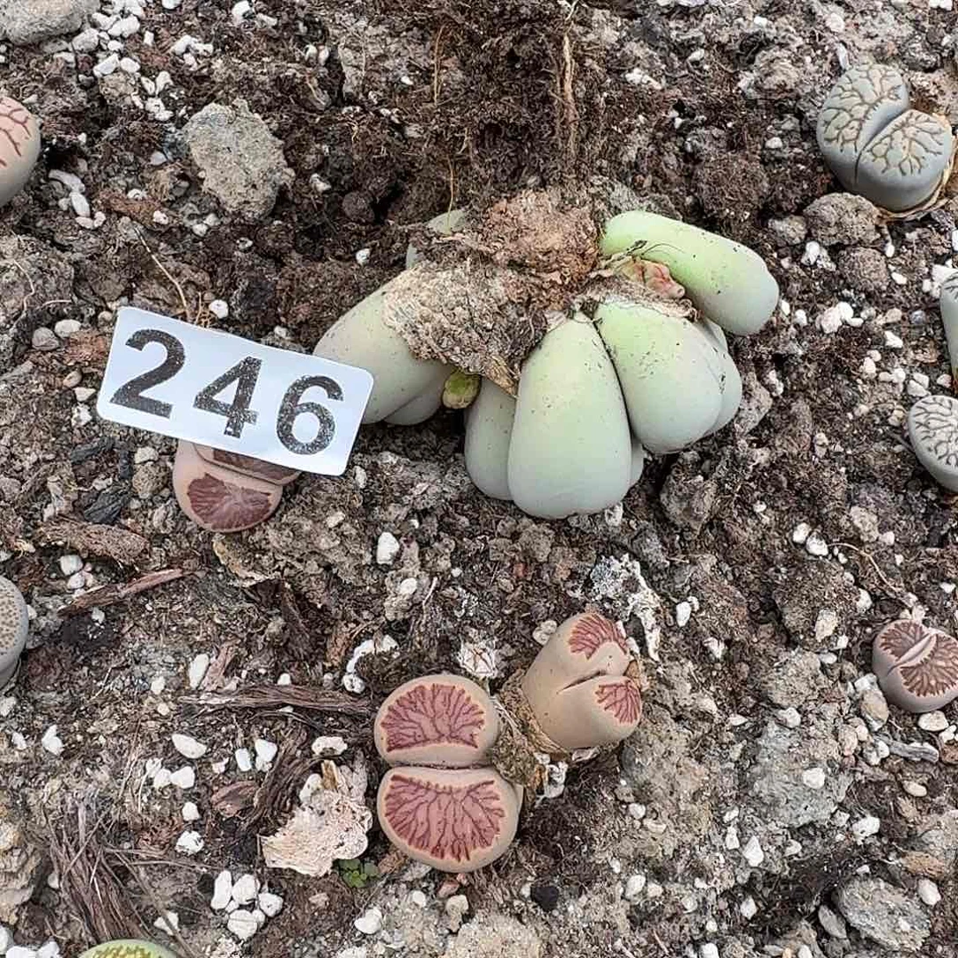 生石花一物一拍246