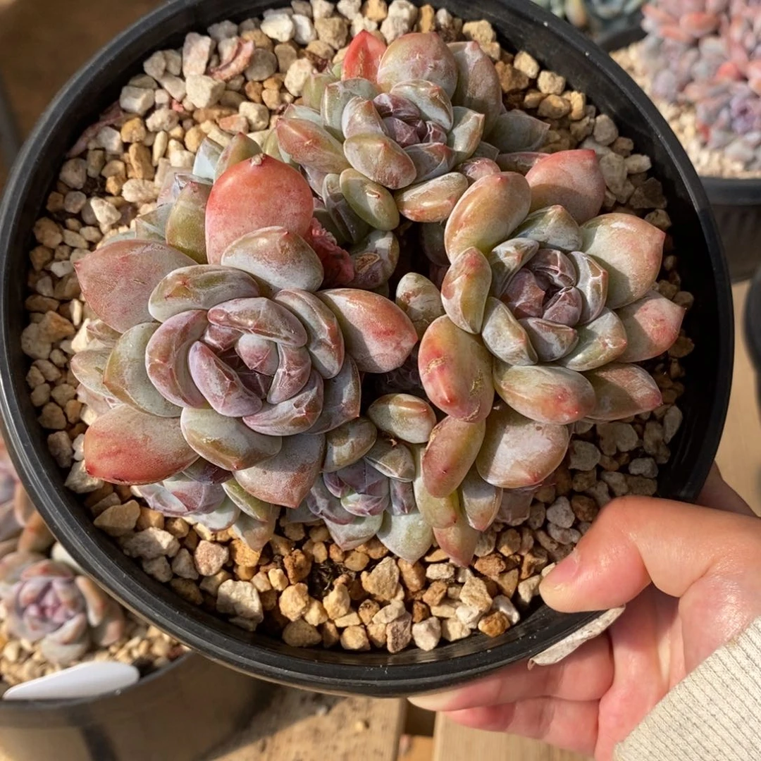 十一头绿底紫心短圆肥