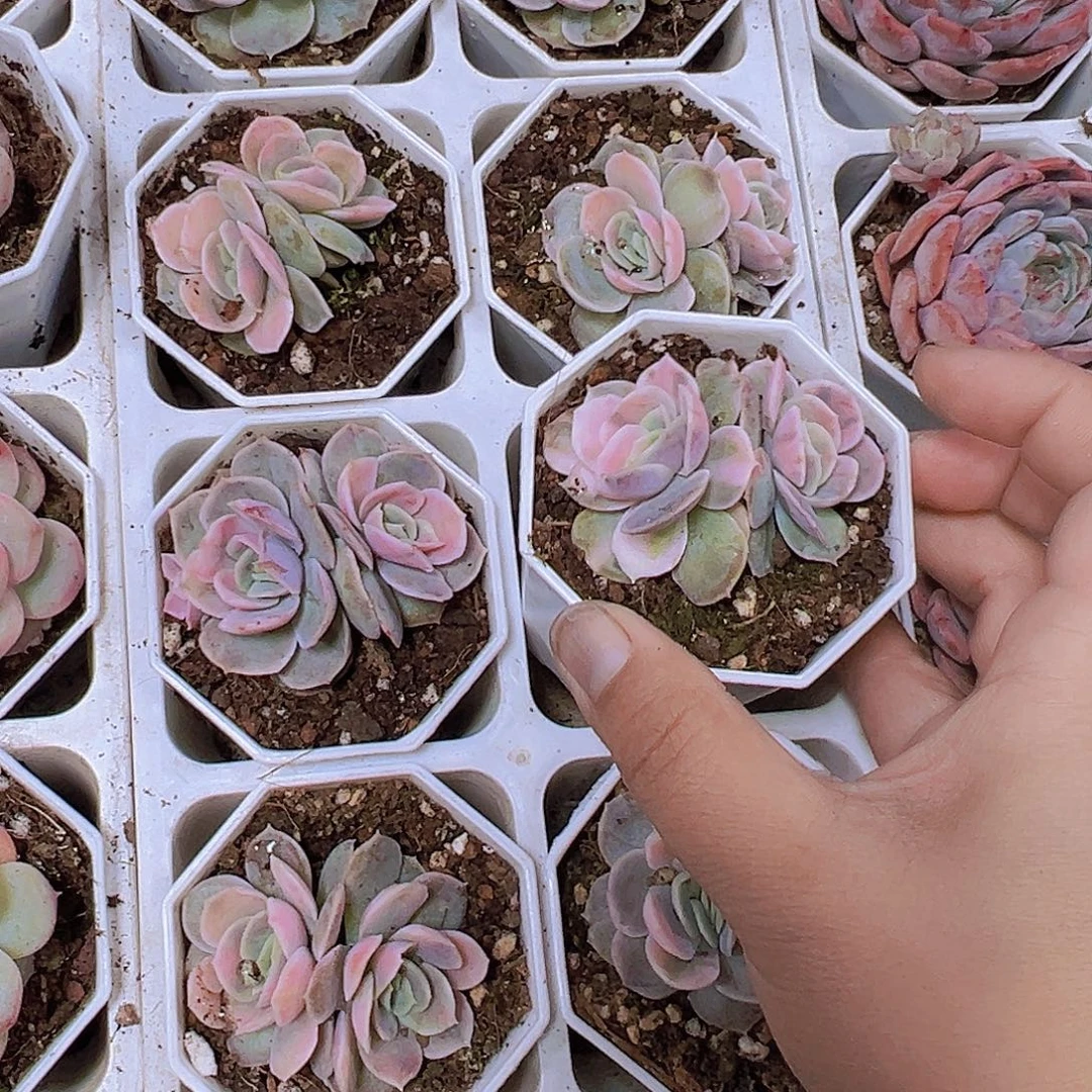 蓝色惊喜锦双头19包邮