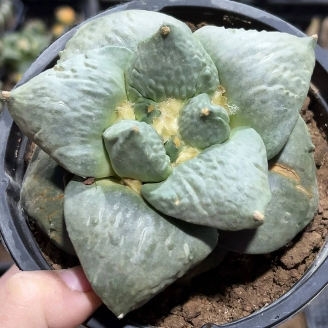 无花朵福利蓝白大尤牛舌怒牡丹833