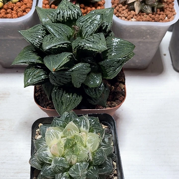 十二卷多肉玛莉莉