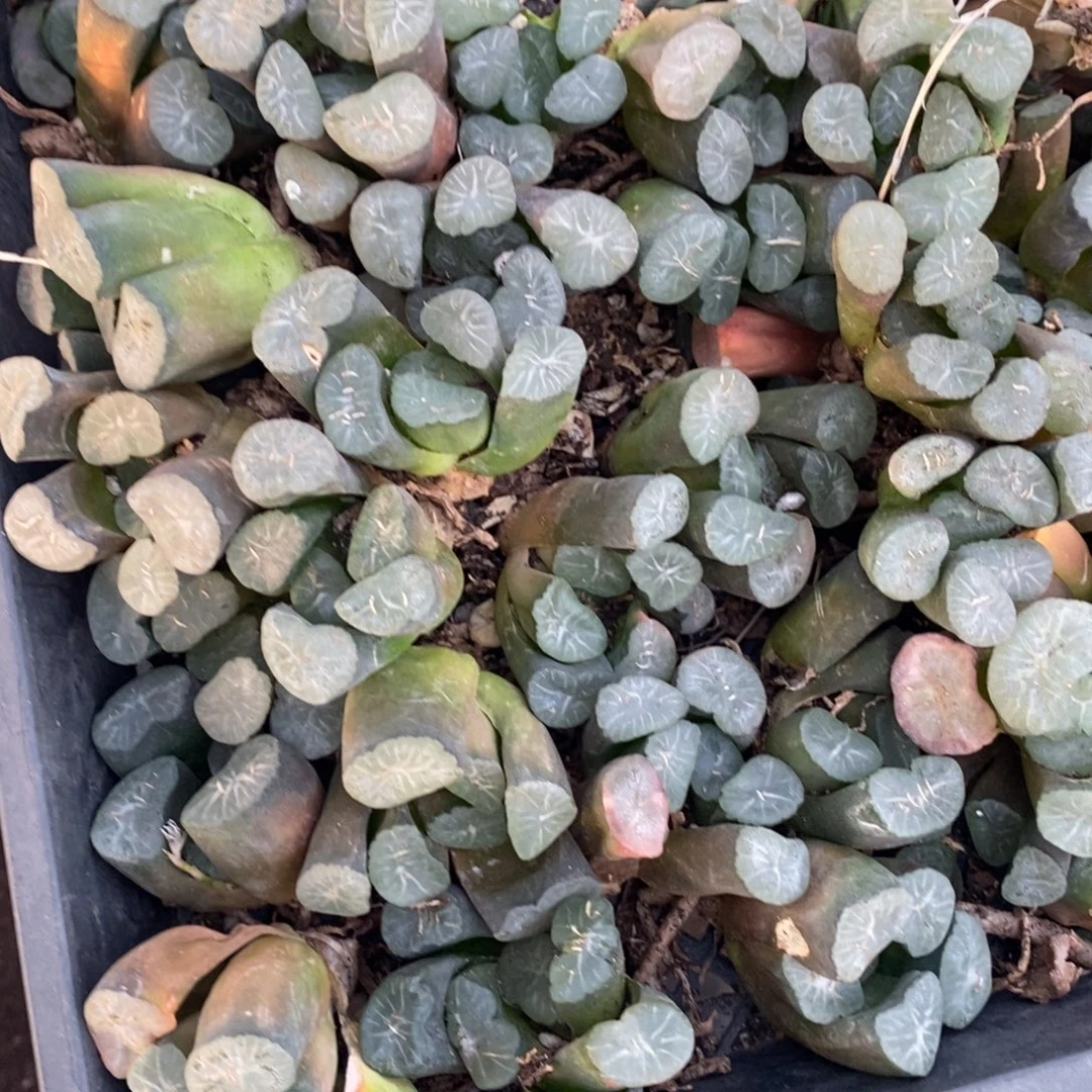 506 一颗实生大窗万象 挑大的发货