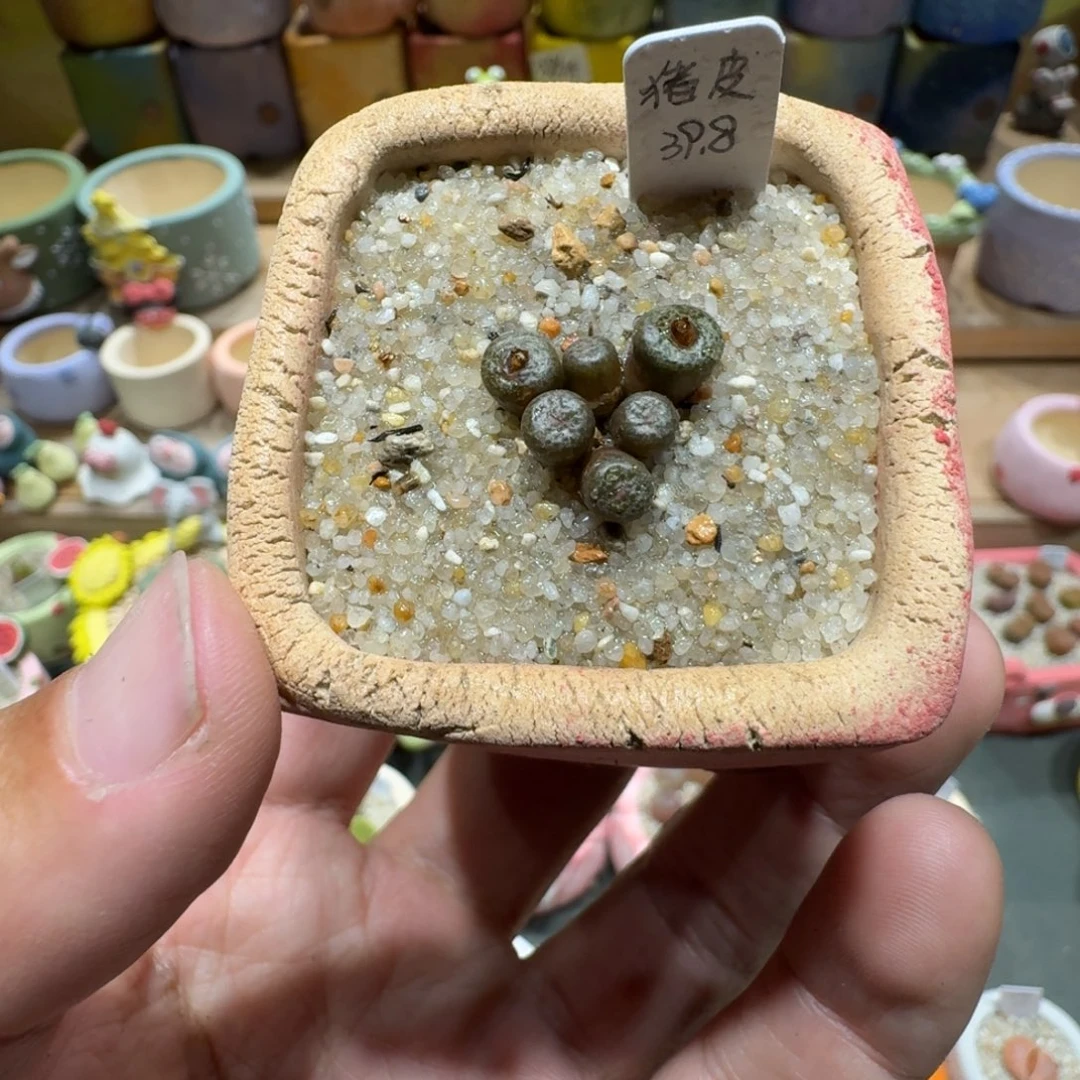 蘑菇1386猪皮多肉植物