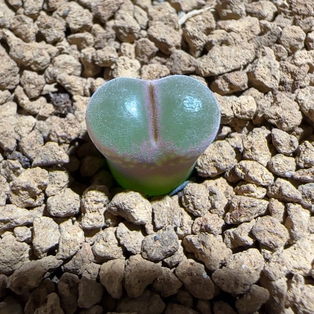 肉锥多肉植物组合-绿焰1511