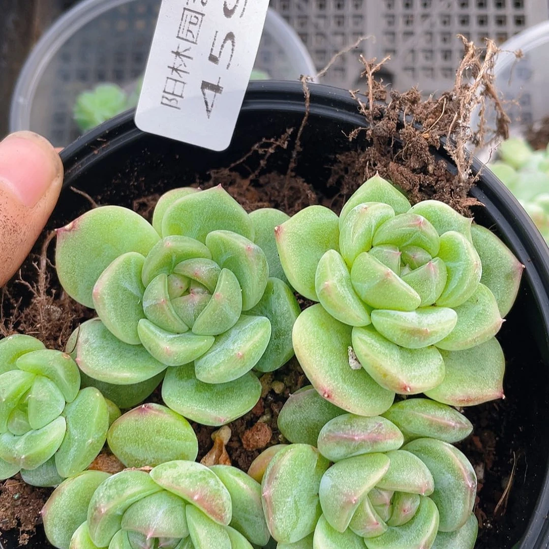 离***月多肉植物多肉植物459