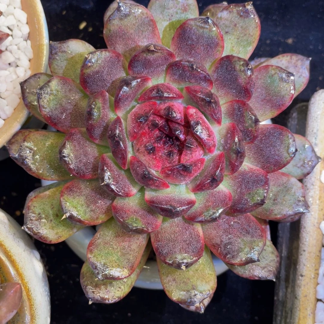多肉植物盆栽多肉
