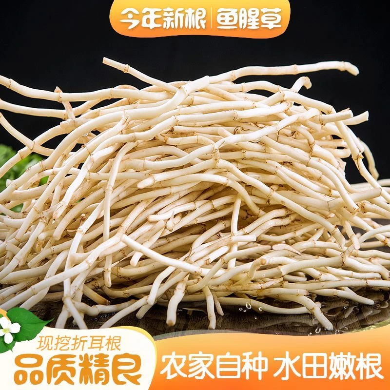 现挖新鲜鱼腥草根折耳根嫩根可凉拌的湖北特产蔬菜